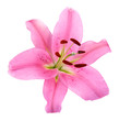 Fleur de lys rose