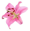 Fleur de lys rose