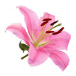 Fleur de lys rose