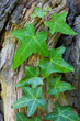 Ivy leaves