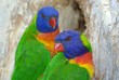 Photo: rainbow lorikeets 64. rainbow lorikeets 64.