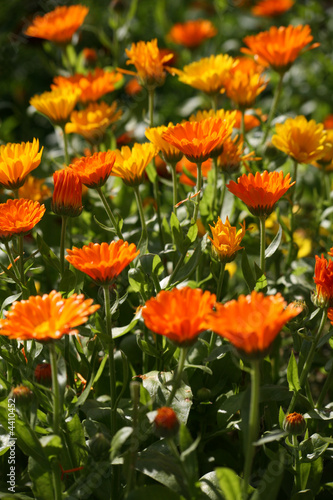 Ringelblumen