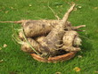 parsnips on grassland