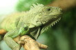 Chameleon