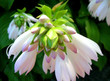 hosta bloom closeup hosta bloom closeup