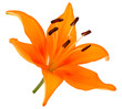 Fleur de lys orange