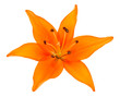 Fleur de lys orange