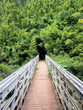 bridge to bamboo abyss - seven sacred pools np, maui
