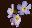 Forget-me-not''s flowers