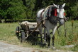 Pferdewagen