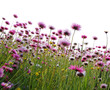  pink flowers in a field