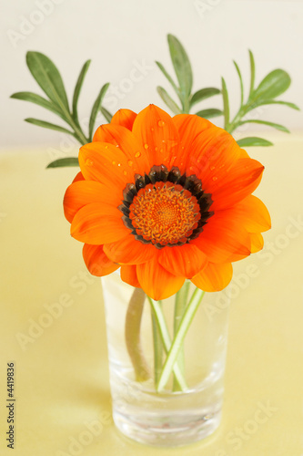 Photo: Gazania in small glass vase Gazania in small glass vase