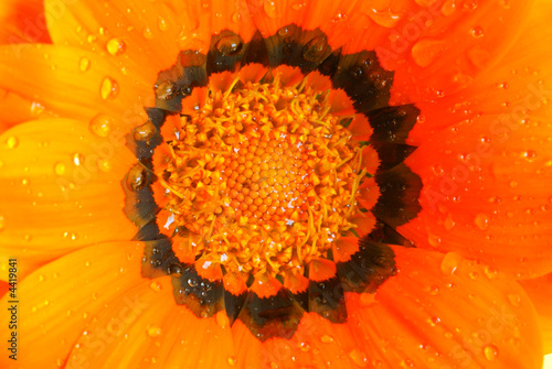 Photo: Gazania - close-up Gazania - close-up