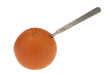 Photo: orange orange