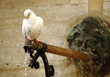 La colombe et l'eau