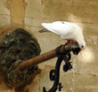 La colombe et l'eau
