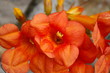 Abutilon rouge orangé