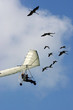 Flying with goose