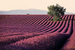 lavande de valensole lavande de valensole