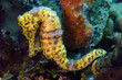 Longsnout seahorse Longsnout seahorse