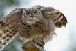 Eagle Owl