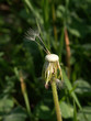 Pusteblume