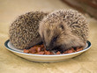 A Prickly Pair