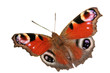 papillon détouré