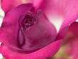 Pink Rose