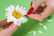 Foto: Camomile Camomile