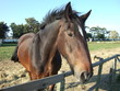 Male Shire Horse