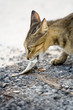 Photo: Eating cat Eating cat