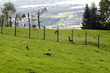 Foto: Wildnis Wildnis