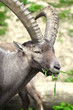 Foto: Steinbock Steinbock