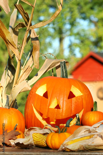 Photo: Autumn harvest with scarved pumpkin Autumn harvest with scarved pumpkin