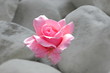 Rose im Stein