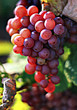raisin dans le vignoble