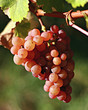 raisin dans le vignoble