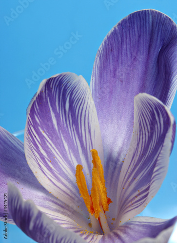Crocus - close up with blue backdrop, great detail