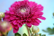 Purple Flower Purple Flower