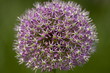 Onion flower Onion flower