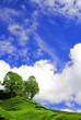 Tea Plantation Under the Blue Sky