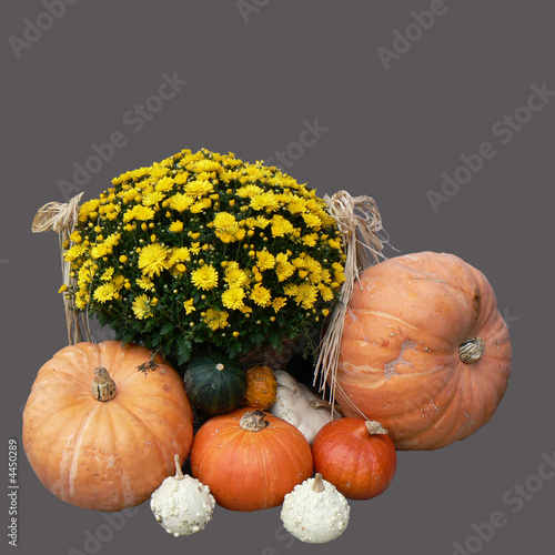 Photo: pumpkins pumpkins