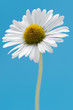 flower flower