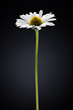 flower flower