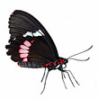 Butterfly object Butterfly object