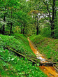 orange stream in the forest orange stream in the forest