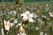 Cotton boll closeup Cotton boll closeup