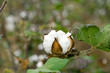 Cotton boll closeup with leaves Cotton boll closeup with leaves