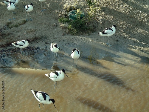 Avocets Feeding Avocets Feeding